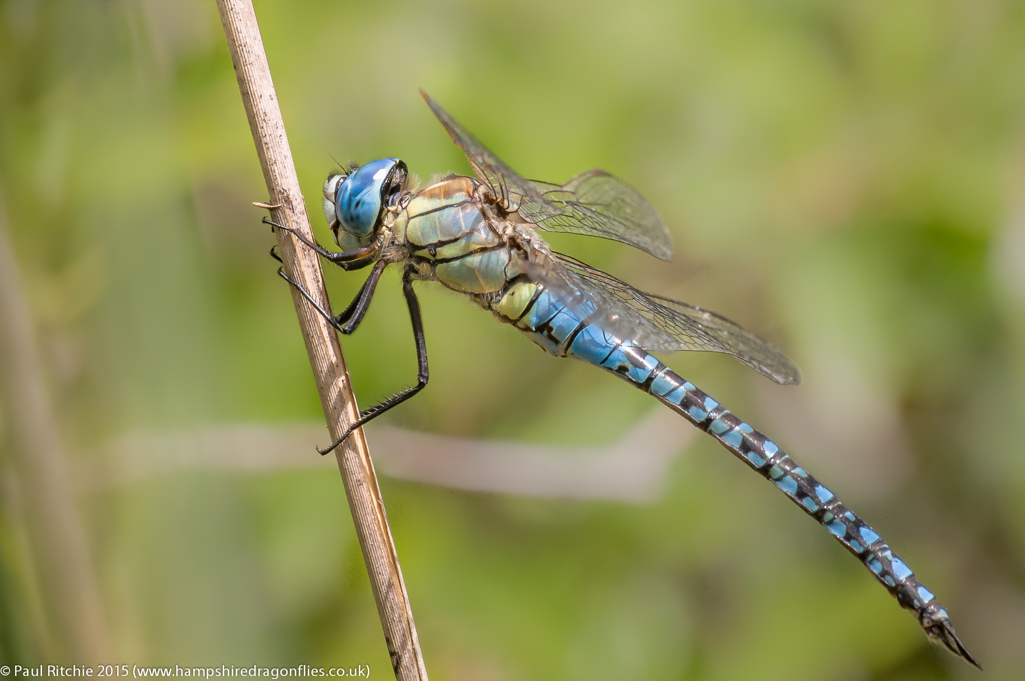 A strikingly colourful blue and green dragonfly clings to a twig against a green backdrop.