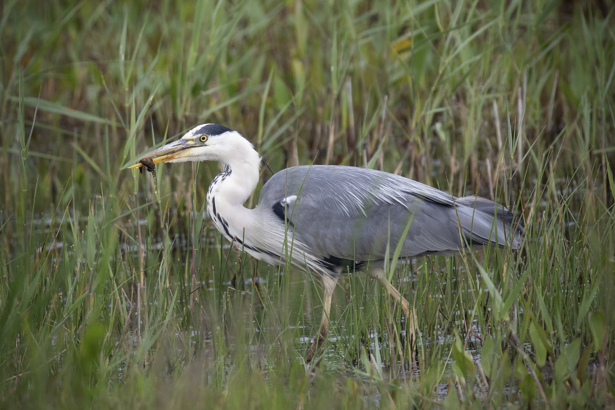 A heron is standing on its long legs in the water. It is surrounded by aquatic grasses.