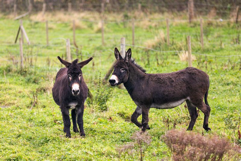 Two brown donkeys in a natural field of grass. One is facing the camera and the other is walking towards the first one.