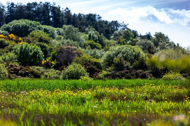 A view of a natural landscape featuring small yellow flowers and lots of different types of trees in the sunlight.