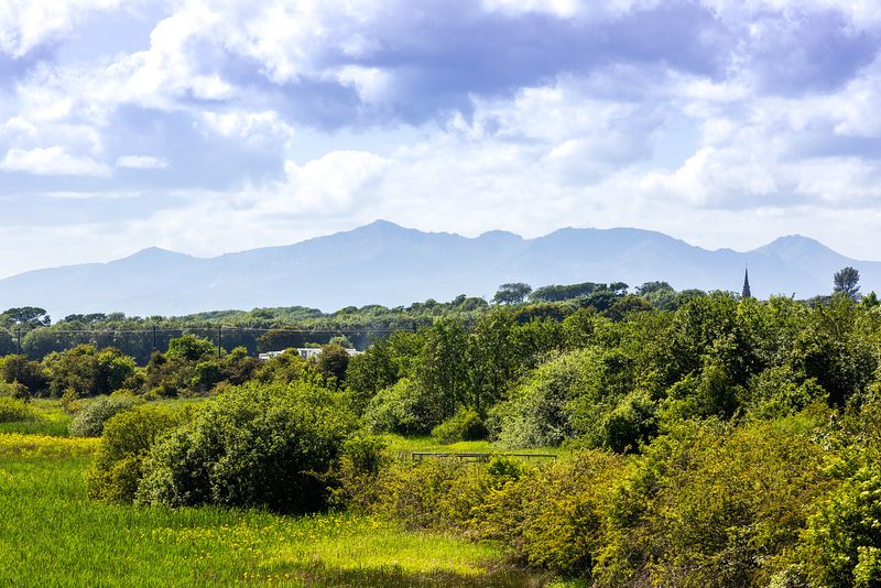 The Todhill wetlands can be seen. It's a natural green space with lots of trees of different types stretching on in to the distance.